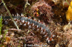 Hermodice carunculata at 15 m near Foça by Melih Ertan Çinar 